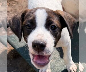 Mutt Dogs for adoption in Canton, CT, USA