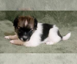 Havallon Puppy for sale in STATEN ISLAND, NY, USA