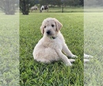 Small Photo #1 Goldendoodle-Poodle (Standard) Mix Puppy For Sale in ASHVILLE, AL, USA