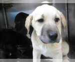 Small Photo #1 Anatolian Shepherd-Labrador Retriever Mix Puppy For Sale in Oklahoma City, OK, USA