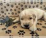 Puppy Hank Golden Retriever
