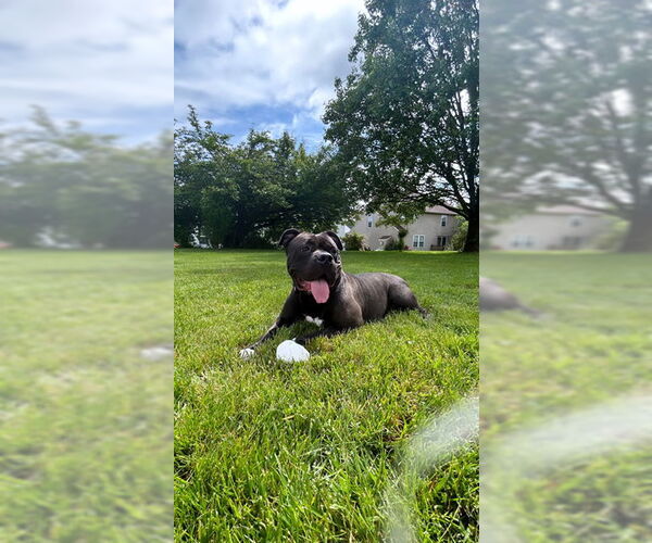 Medium Photo #3 American Pit Bull Terrier-Unknown Mix Puppy For Sale in COLUMBIA, MD, USA
