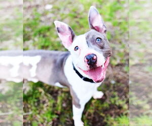 American Pit Bull Terrier-Unknown Mix Dogs for adoption in Boonton, NJ, USA