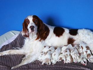 Irish Red and White Setter Puppy for sale in CHICAGO, IL, USA