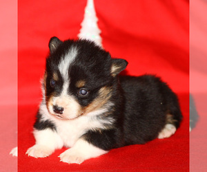 Pembroke Welsh Corgi Puppy for sale in SOLDIER GROVE, WI, USA