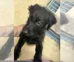 Small #2 Spaniel Mix