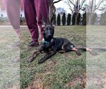 Small Photo #1 German Shepherd Dog Puppy For Sale in Brewster, NY, USA