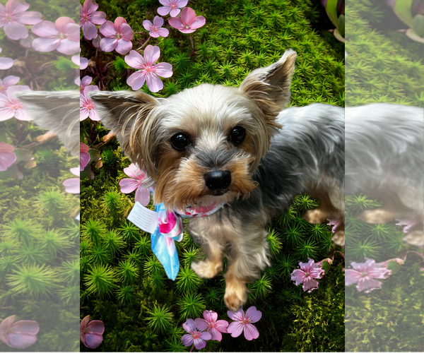 Medium Photo #3 Mutt Puppy For Sale in Allentown,, PA, USA