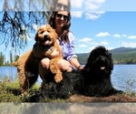 Small Photo #12 Goldendoodle Puppy For Sale in MISSOULA, MT, USA
