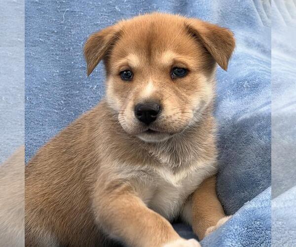 Medium Photo #2 Labrador Retriever-Unknown Mix Puppy For Sale in San Diego, CA, USA
