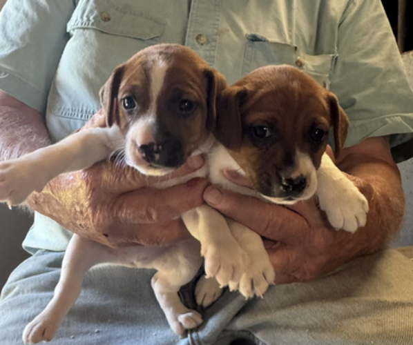 Medium Photo #1 Jack Russell Terrier Puppy For Sale in MIDDLEBORO, MA, USA