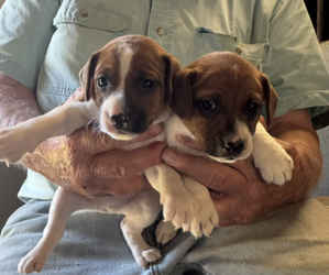 Jack Russell Terrier Puppy for Sale in MIDDLEBORO, Massachusetts USA