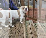 Small #2 American Staffordshire Terrier