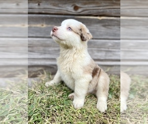 Australian Shepherd Puppy for sale in ORLANDO, FL, USA