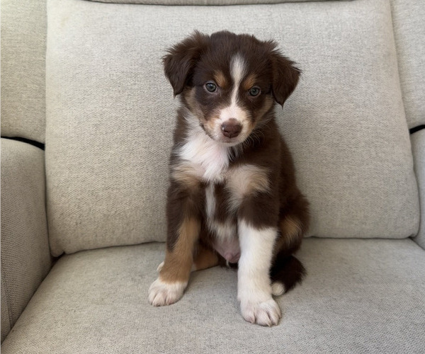 Medium Photo #1 Australian Shepherd Puppy For Sale in WAREHAM, MA, USA