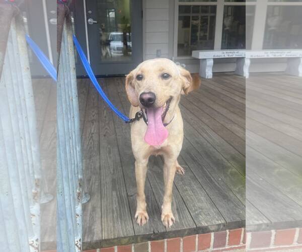 Medium Photo #1 Mutt Puppy For Sale in Minneapolis, MN, USA