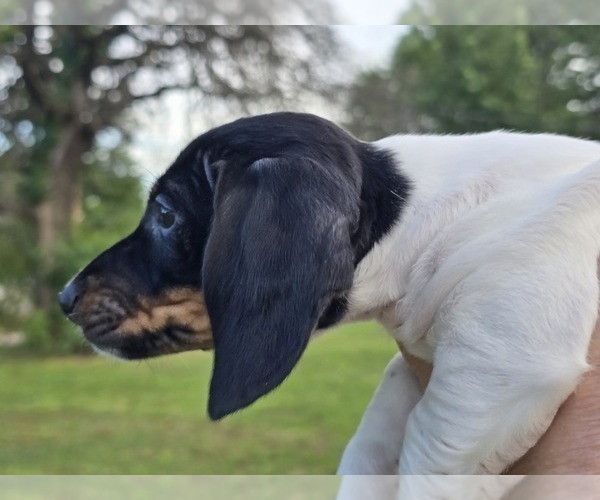 Medium Photo #3 Dachshund Puppy For Sale in CHOCTAW, OK, USA