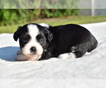 Small #4 Auss-Tzu