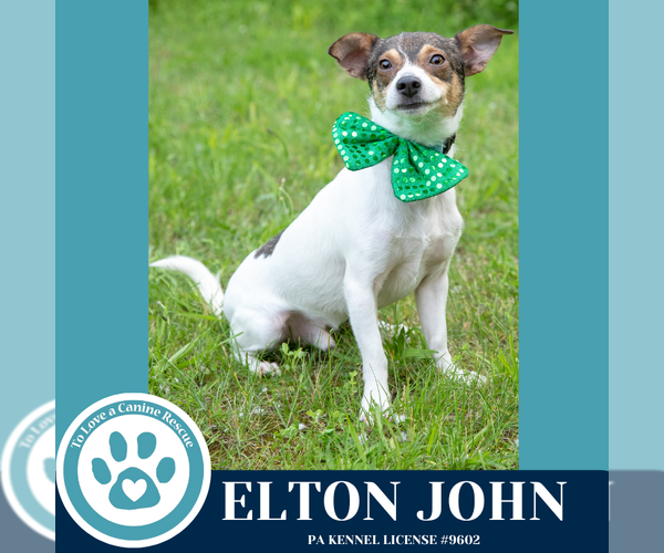 Medium Photo #7 Jack Russell Terrier-Unknown Mix Puppy For Sale in Kimberton, PA, USA