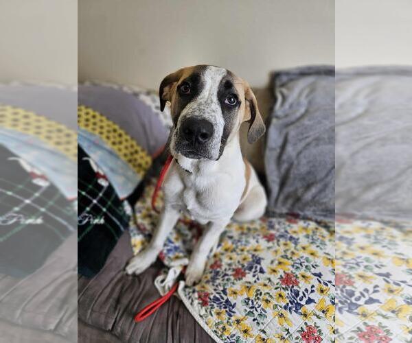 Medium Photo #1 Great Pyrenees-Unknown Mix Puppy For Sale in Rockwall, TX, USA