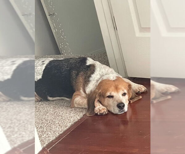 Medium Photo #10 Beagle Puppy For Sale in Dunnellon, FL, USA