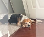 Small #9 Beagle