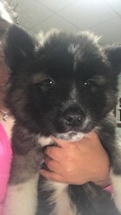 Akita Puppy for sale in HARRISONVILLE, MO, USA