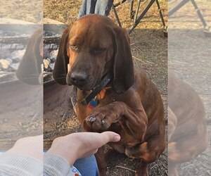 Father of the Redbone Coonhound puppies born on 06/17/2025