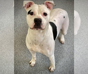 Mutt Dogs for adoption in Low Moor, VA, USA