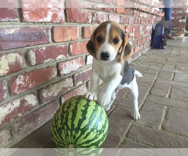 Medium Photo #1 Beagle Puppy For Sale in MADERA, CA, USA