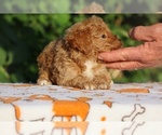 Small #5 Poodle (Toy)