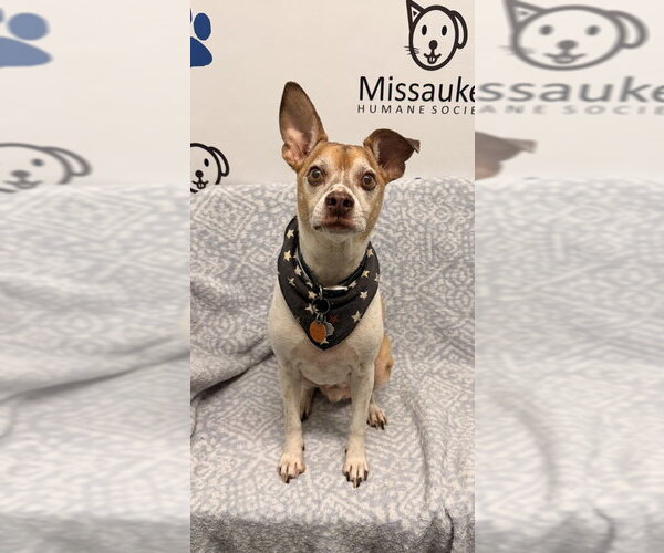 Medium Photo #1 Mutt Puppy For Sale in Lake City, MI, USA