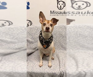 Mutt Dogs for adoption in Lake City, MI, USA