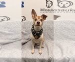 Buddy (7215 - Male Mutt Dog for Adoption - Small photo