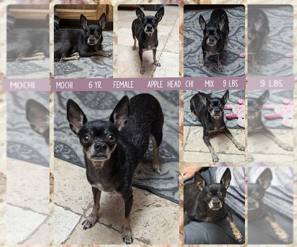 Medium Photo #1 Chipin Puppy For Sale in Mesa, AZ, USA