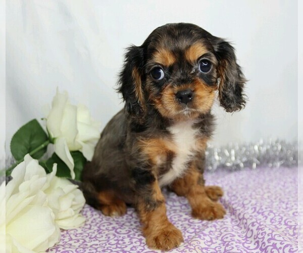 Medium Photo #4 Cavalier King Charles Spaniel Puppy For Sale in FREDERICKSBG, OH, USA