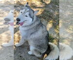 Small #3 Siberian Husky
