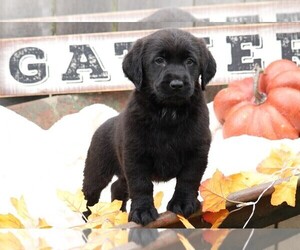 Labradoodle-Labrador Retriever Mix Puppy for sale in FREDERICKSBG, OH, USA