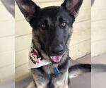 Small German Shepherd Dog