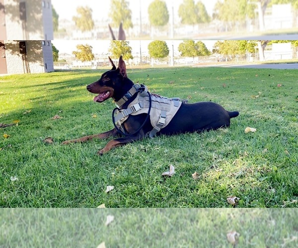 Medium Photo #24 Doberman Pinscher Puppy For Sale in YUCCA VALLEY, CA, USA