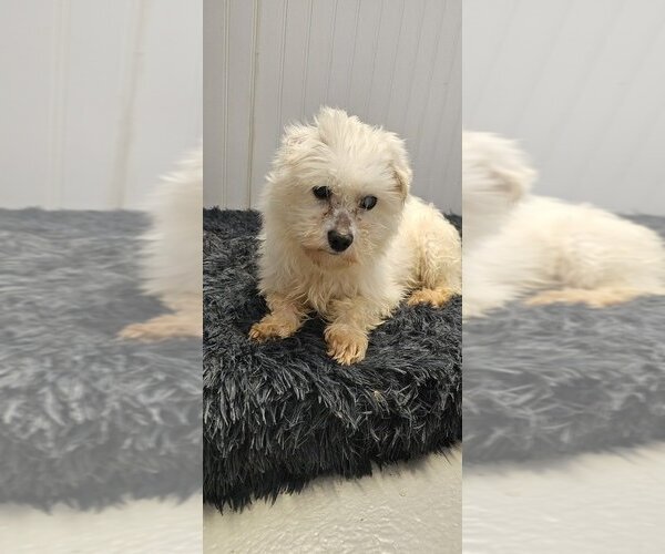 Medium Photo #4 Maltese Puppy For Sale in Studio City, CA, USA