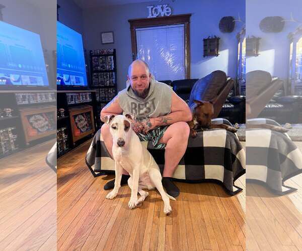 Medium Photo #2 Bull Terrier-Unknown Mix Puppy For Sale in Waterloo, IA, USA