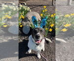 Small #5 Labrador Retriever Mix