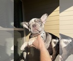 Small #1 French Bulldog