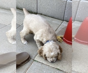 Cocker Spaniel Puppy for sale in CADDO, OK, USA