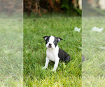 Small #25 Boston Terrier