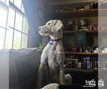 Small #3 Poodle (Standard) Mix