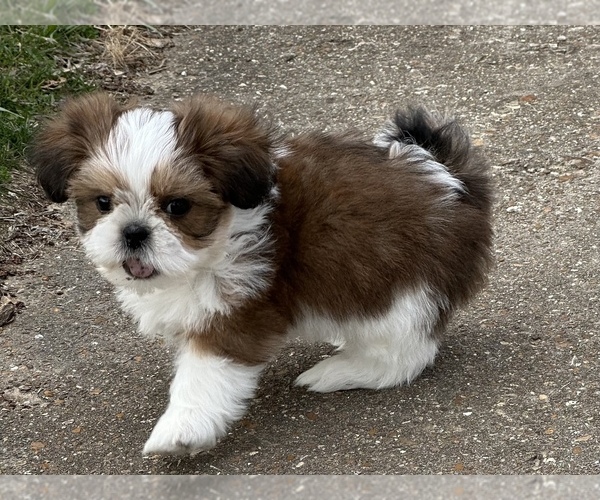 Medium Photo #2 Shih Tzu Puppy For Sale in SILEX, MO, USA