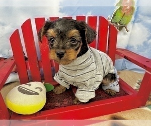 YorkiePoo Puppy for sale in CASSVILLE, MO, USA