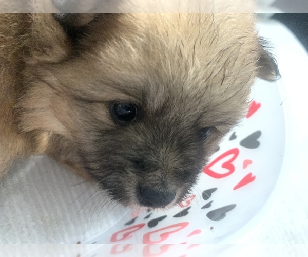 Medium Photo #24 Pomeranian Puppy For Sale in BUSH, LA, USA